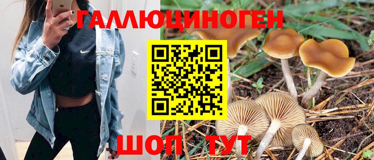 Богородицк  Галлюциногенные грибы Cubensis  Вход с VPN 